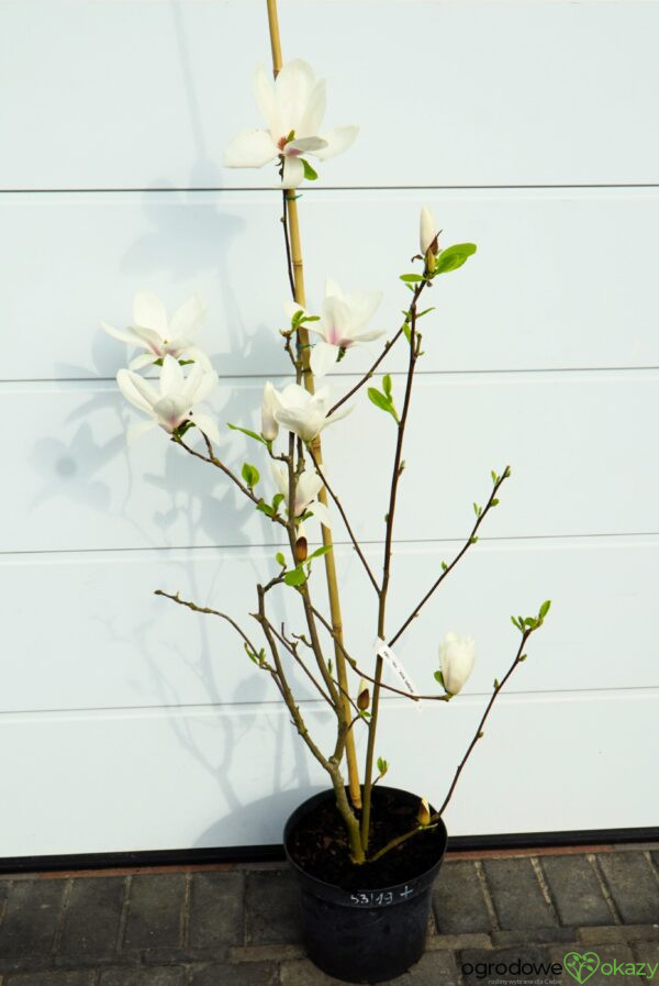 MAGNOLIA ALBA SUPERBA