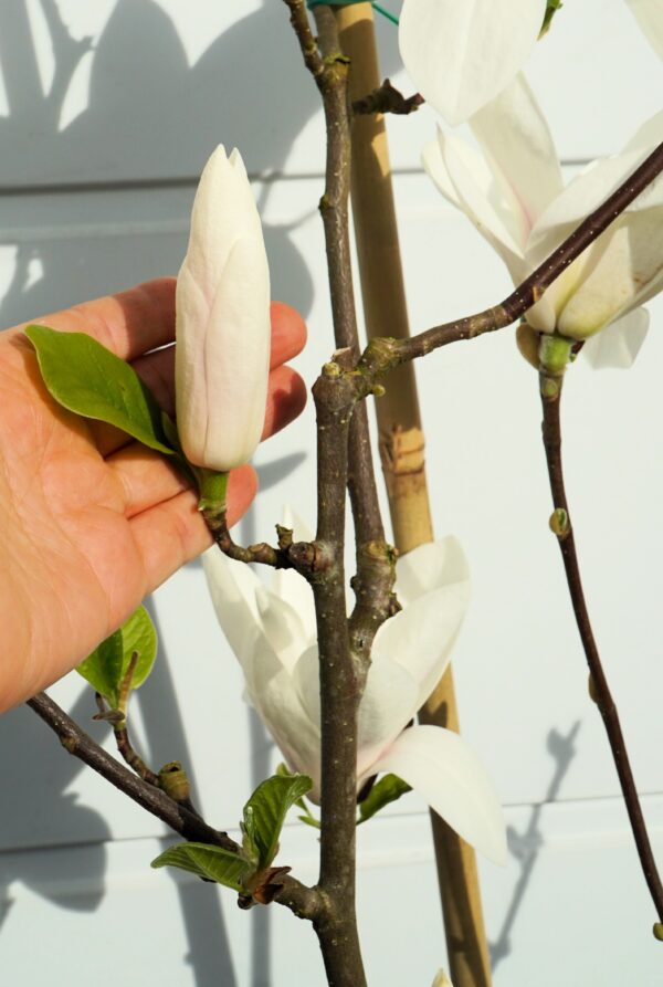 MAGNOLIA ALBA SUPERBA