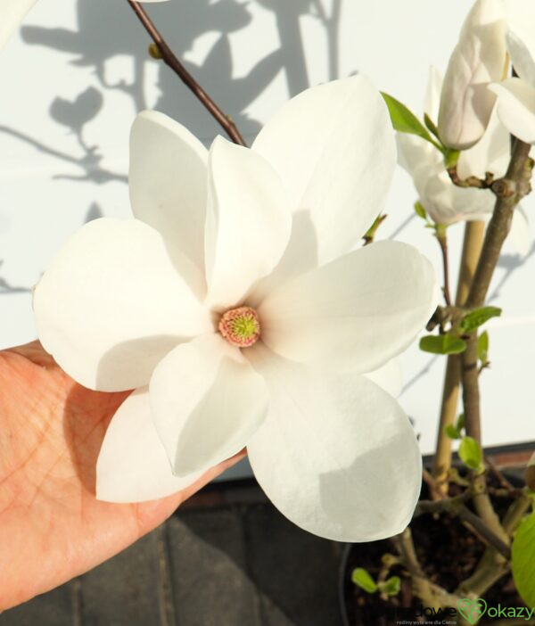 MAGNOLIA ALBA SUPERBA