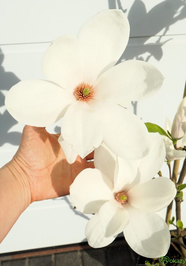 MAGNOLIA ALBA SUPERBA