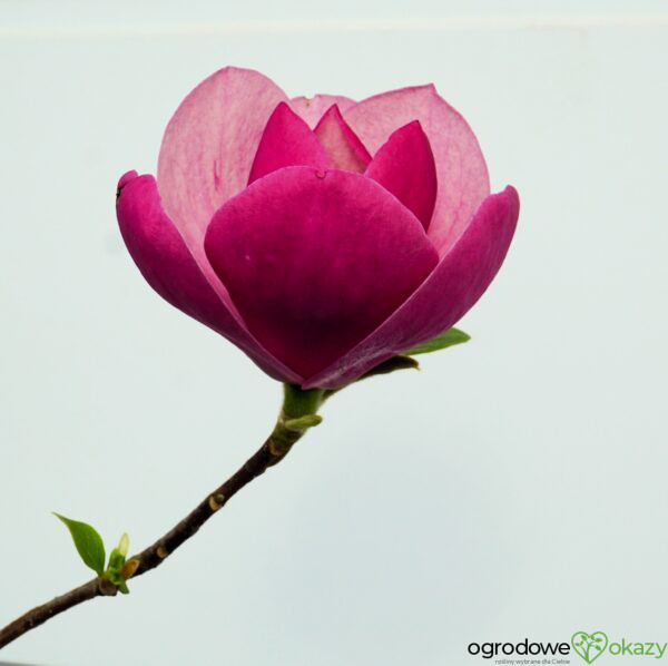 MAGNOLIA SWEET ROSE