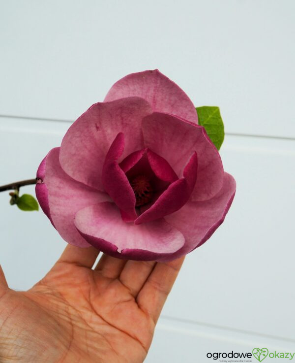 MAGNOLIA SWEET ROSE