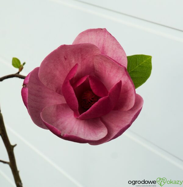 MAGNOLIA SWEET ROSE