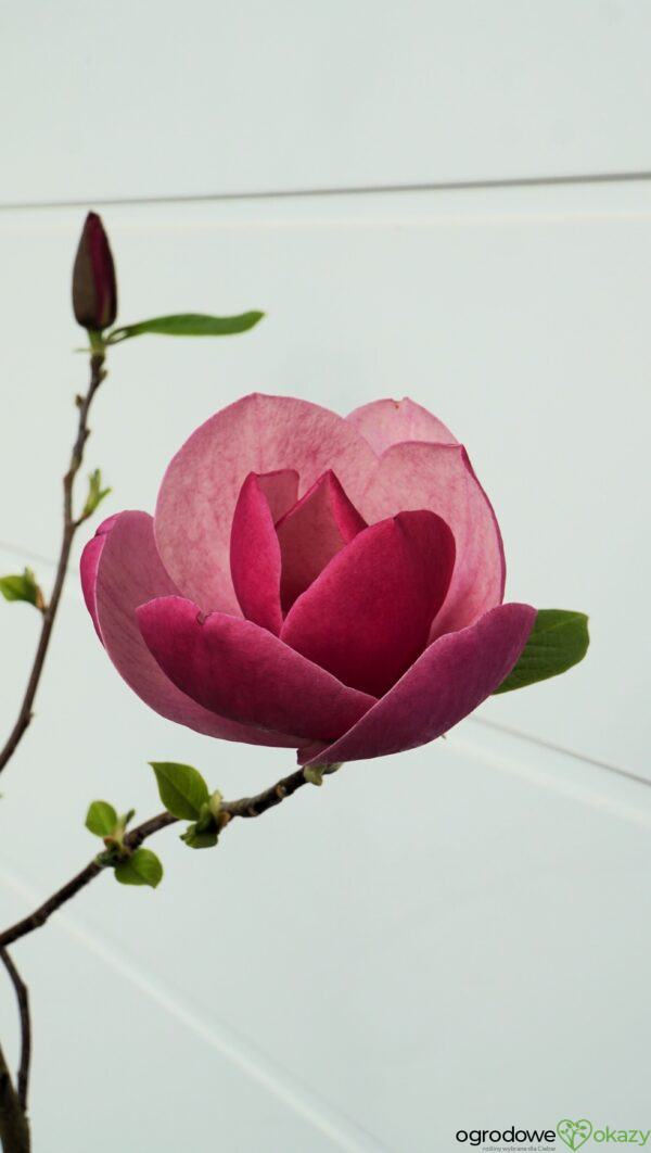 MAGNOLIA SWEET ROSE