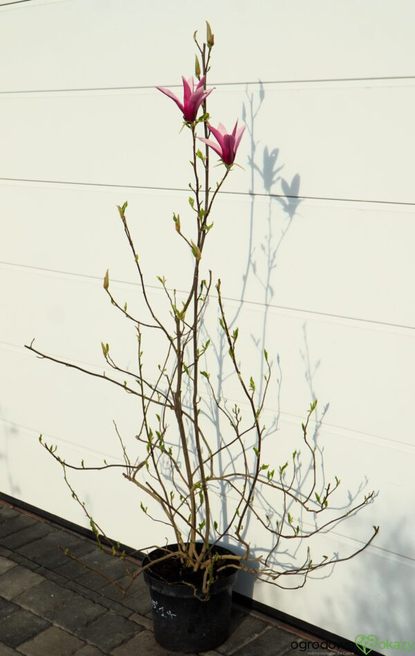 MAGNOLIA LITTLE GEISHA