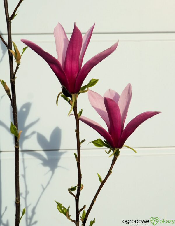 MAGNOLIA LITTLE GEISHA