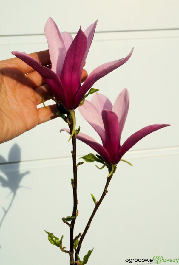 MAGNOLIA LITTLE GEISHA