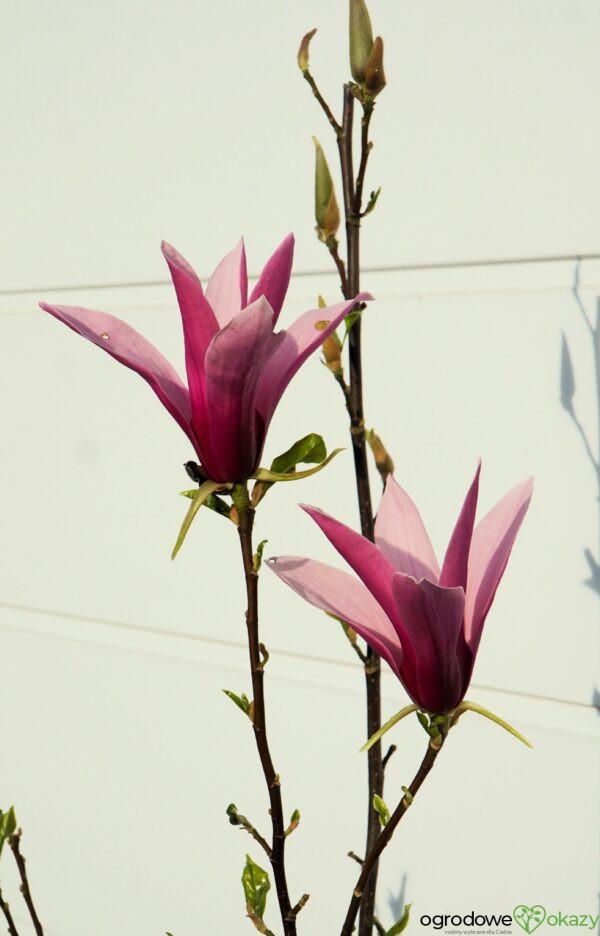 MAGNOLIA LITTLE GEISHA