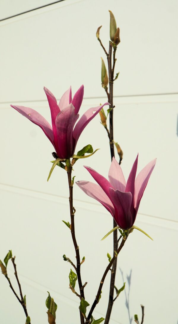 MAGNOLIA LITTLE GEISHA