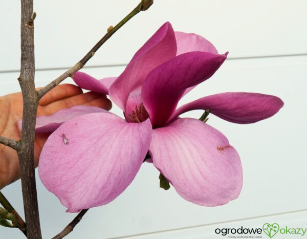 MAGNOLIA ROYAL PURPLE