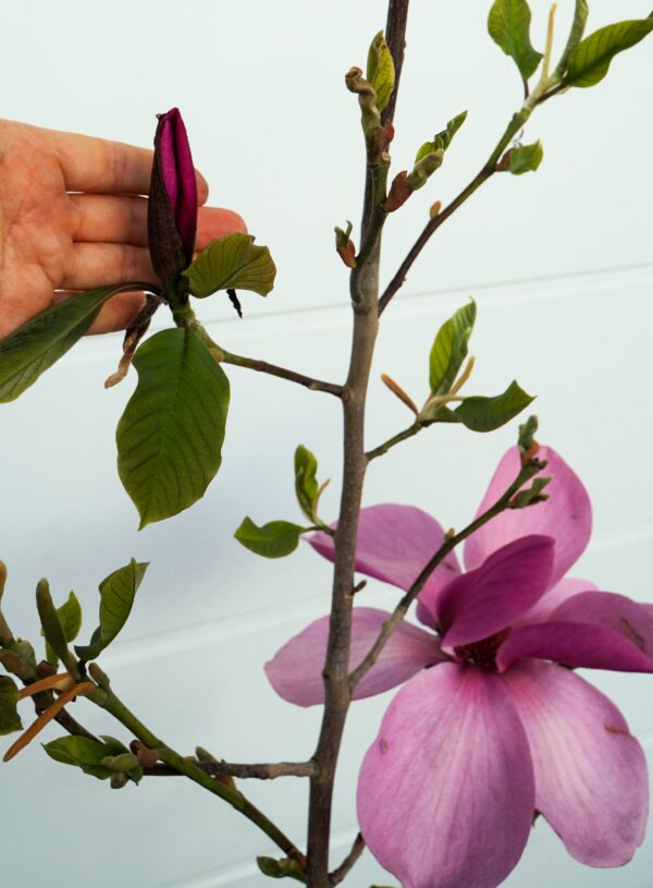 MAGNOLIA ROYAL PURPLE