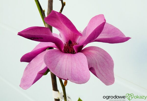 MAGNOLIA ROYAL PURPLE