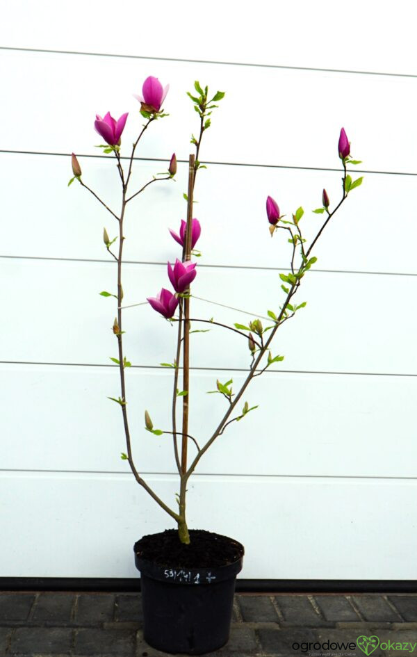 MAGNOLIA LILAC CHALICE