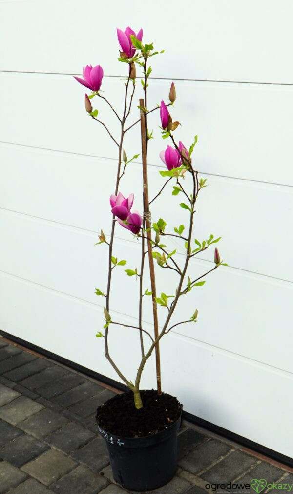 MAGNOLIA LILAC CHALICE