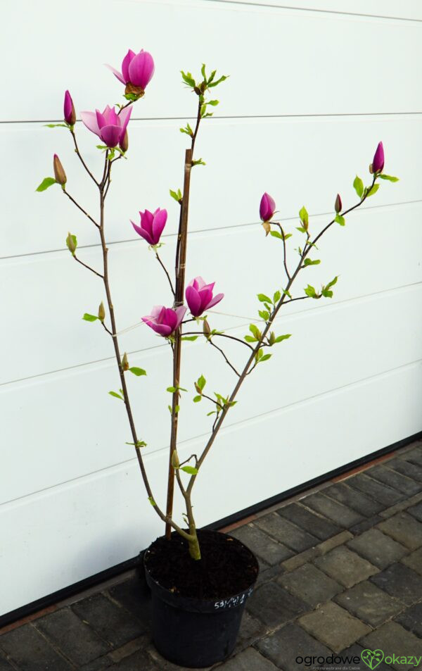 MAGNOLIA LILAC CHALICE