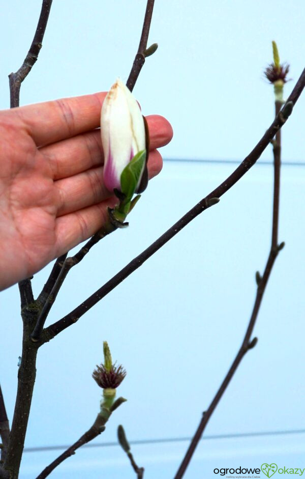 MAGNOLIA SUNRISE