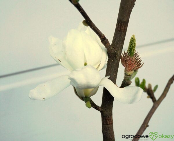 MAGNOLIA CRYSTAL TULIP