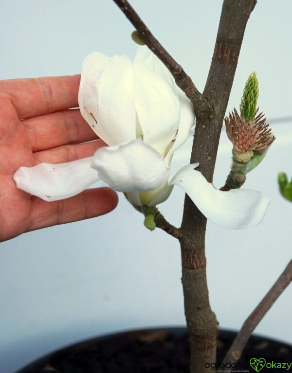 MAGNOLIA CRYSTAL TULIP