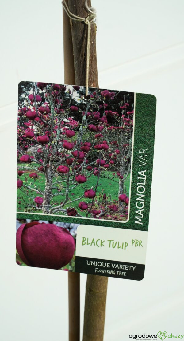 MAGNOLIA BLACK TULIP PBR