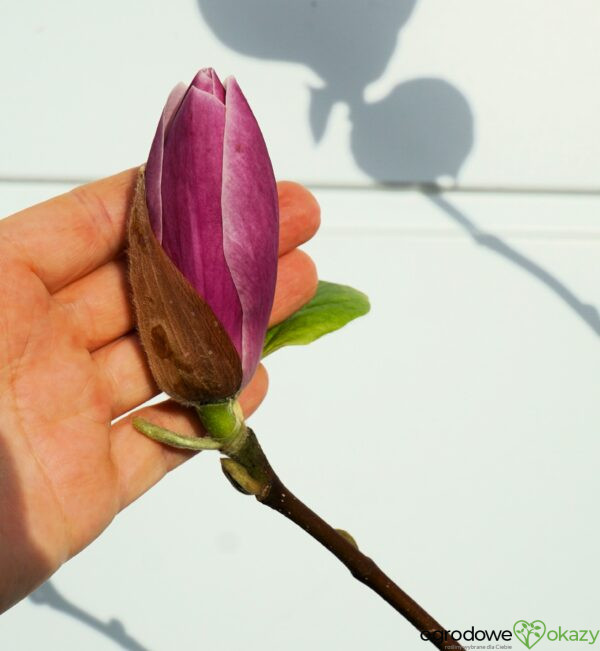 MAGNOLIA PURPLE PLANETS