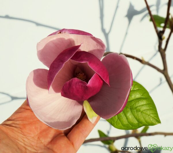 MAGNOLIA PURPLE PLANETS