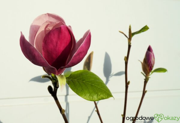 MAGNOLIA PURPLE PLANETS