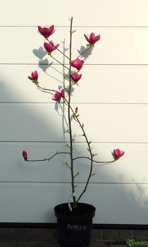 MAGNOLIA LILAC CHALICE