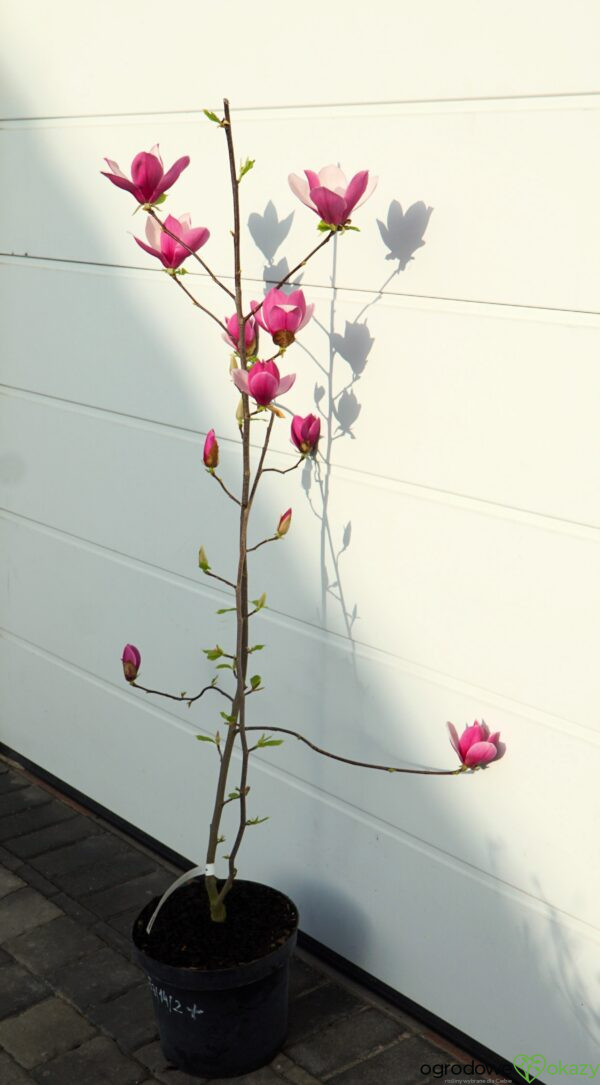 MAGNOLIA LILAC CHALICE