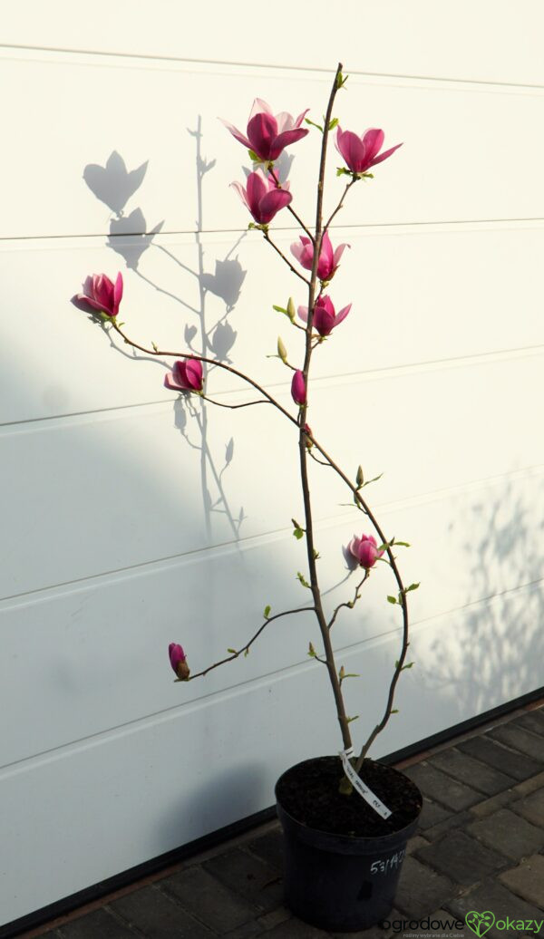 MAGNOLIA LILAC CHALICE