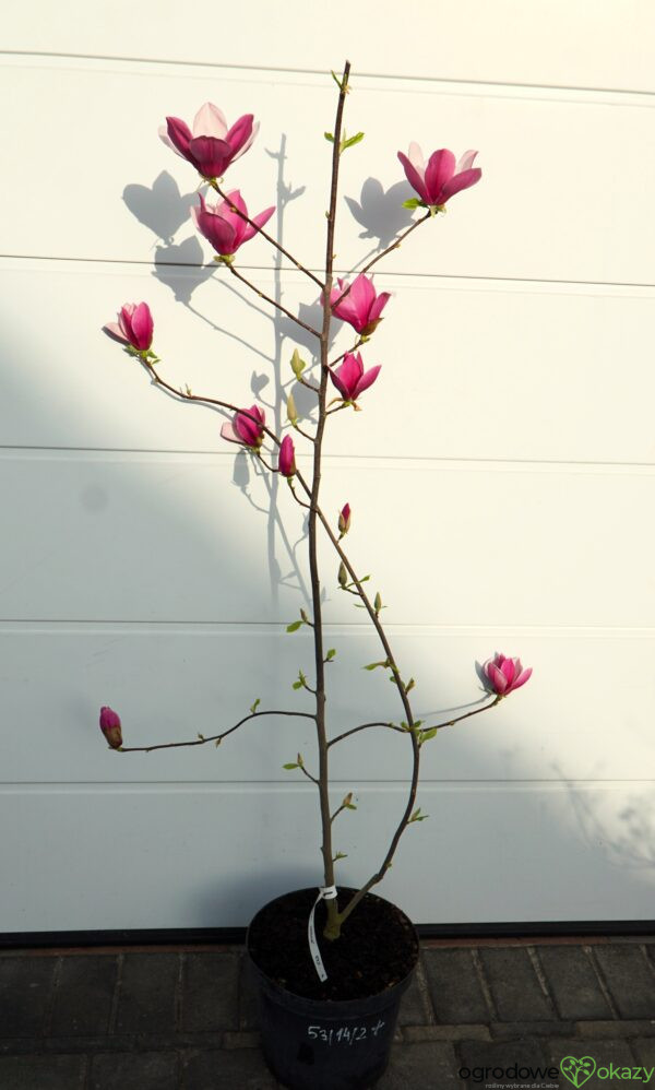 MAGNOLIA LILAC CHALICE