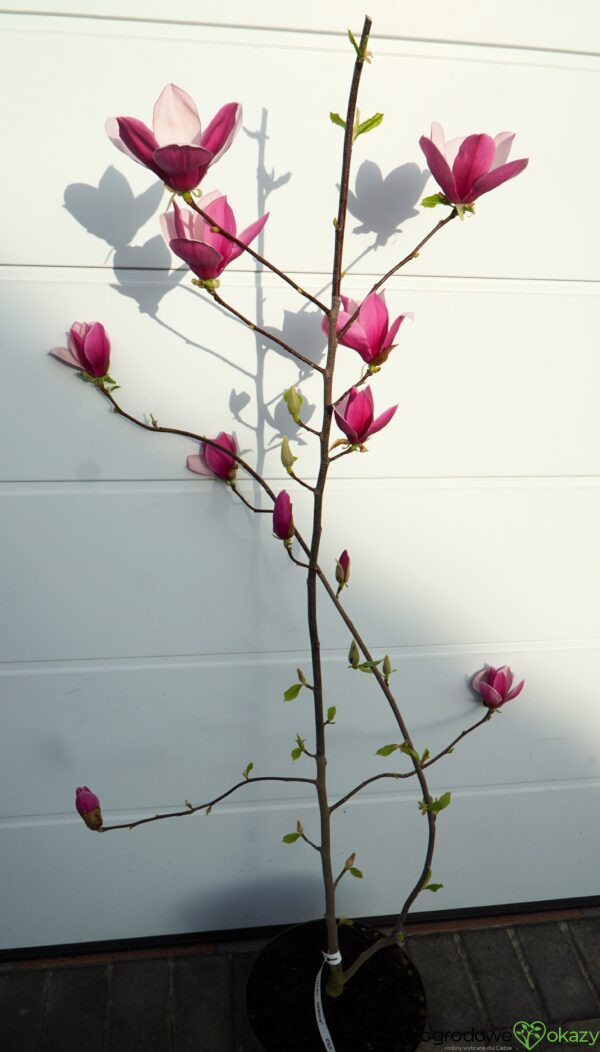 MAGNOLIA LILAC CHALICE