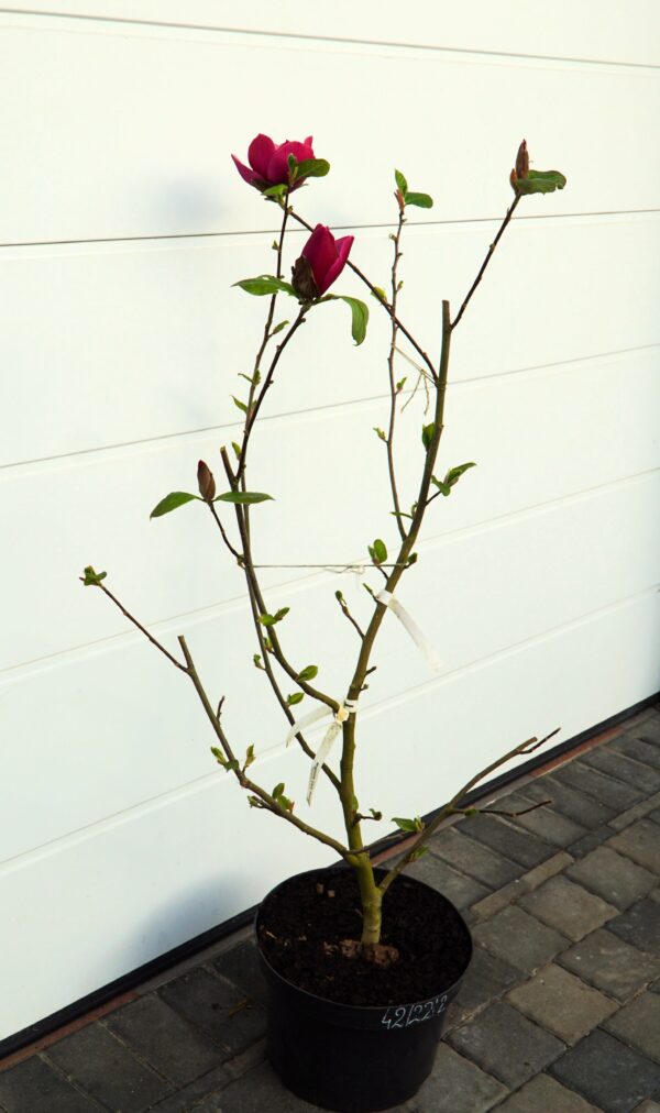 MAGNOLIA EARLY RED