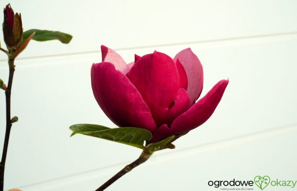 MAGNOLIA EARLY RED