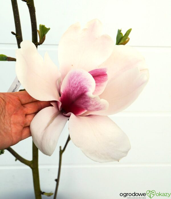 MAGNOLIA PICKARD'S GLOW