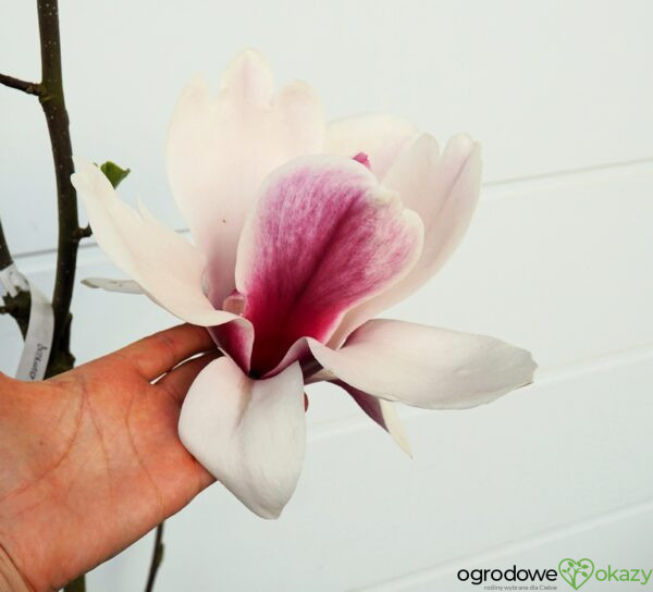 MAGNOLIA PICKARD'S GLOW