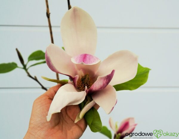 MAGNOLIA TORO