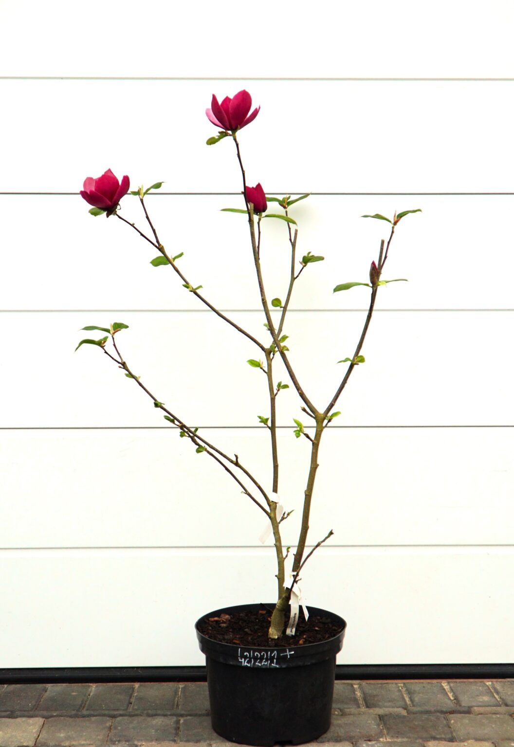MAGNOLIA EARLY RED