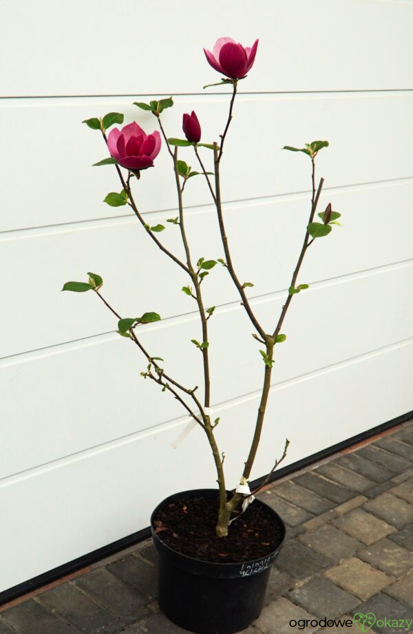 MAGNOLIA EARLY RED