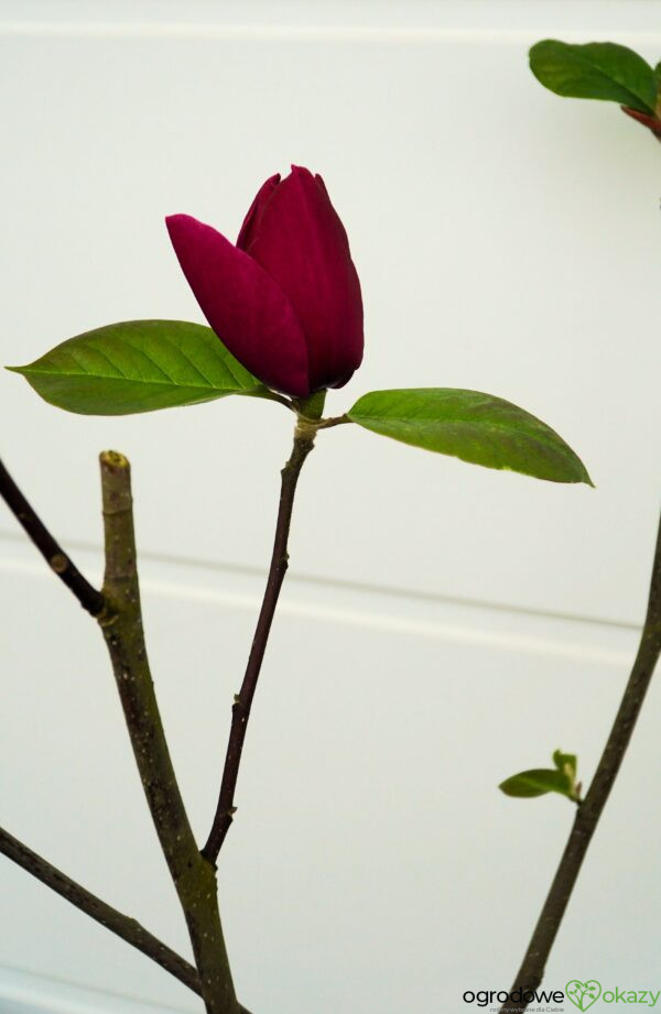 MAGNOLIA EARLY RED