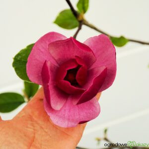 MAGNOLIA EARLY RED