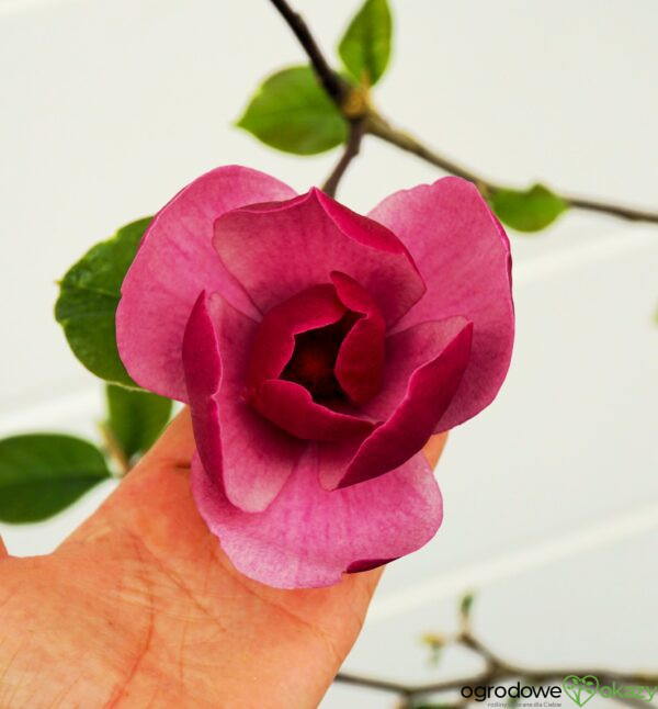 MAGNOLIA EARLY RED