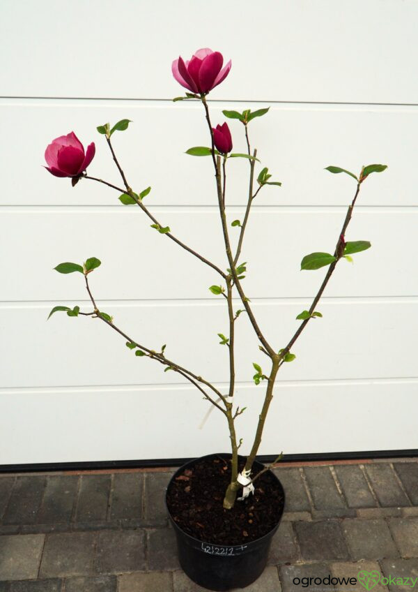 MAGNOLIA EARLY RED