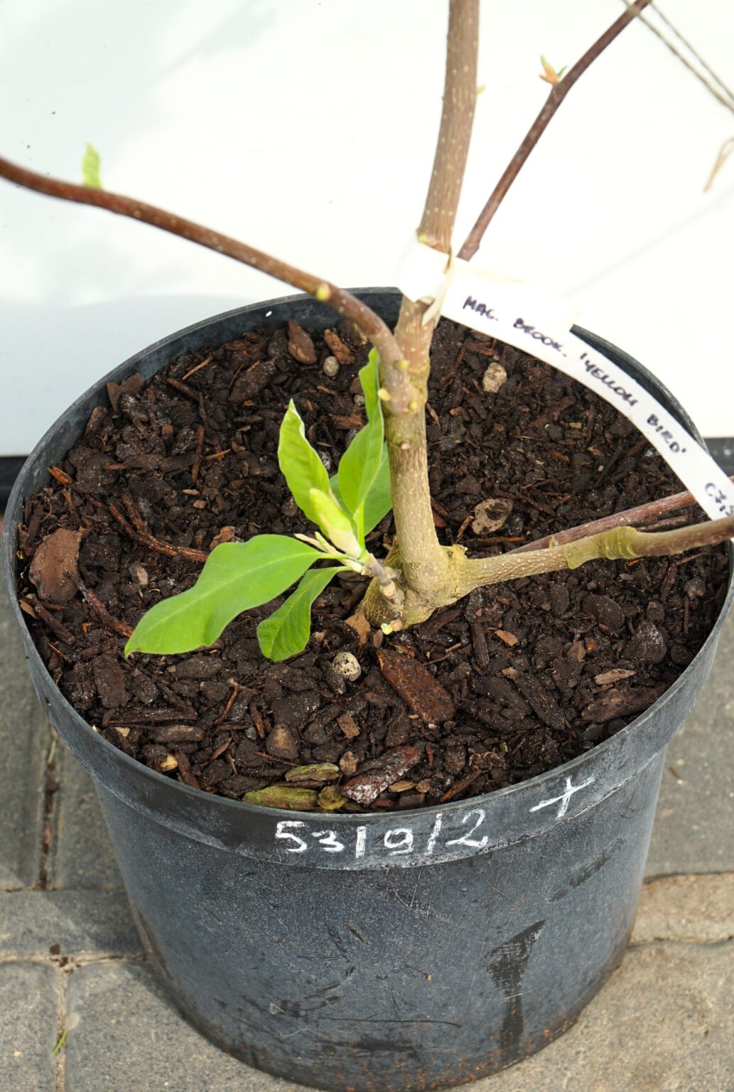 MAGNOLIA BRUKLIŃSKA YELLOW BIRD Magnolia ×brooklynensis