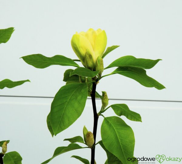 MAGNOLIA BRUKLIŃSKA YELLOW BIRD Magnolia ×brooklynensis