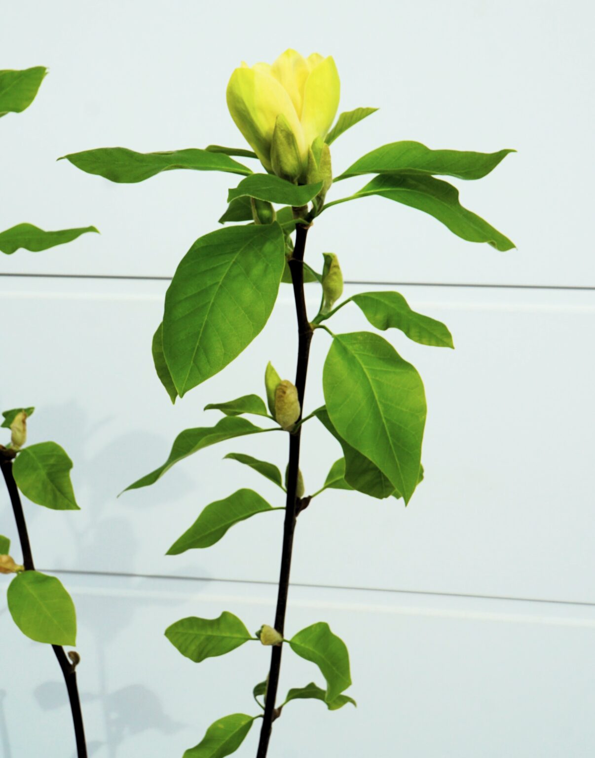 MAGNOLIA BRUKLIŃSKA YELLOW BIRD Magnolia ×brooklynensis
