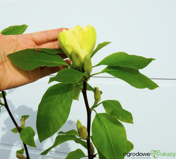 MAGNOLIA BRUKLIŃSKA YELLOW BIRD Magnolia ×brooklynensis