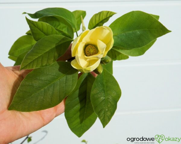 MAGNOLIA BRUKLIŃSKA YELLOW BIRD Magnolia ×brooklynensis