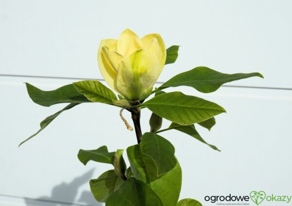 MAGNOLIA BRUKLIŃSKA YELLOW BIRD Magnolia ×brooklynensis