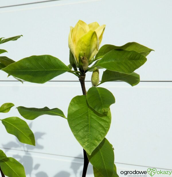 MAGNOLIA BRUKLIŃSKA YELLOW BIRD Magnolia ×brooklynensis