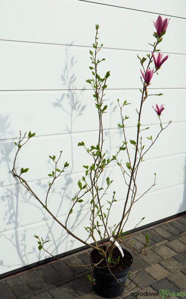 MAGNOLIA LITTLE GEISHA Magnolia liliiflora